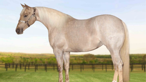Haras Império é um dos convidados da 4ª edição do Malai Quarter Horse