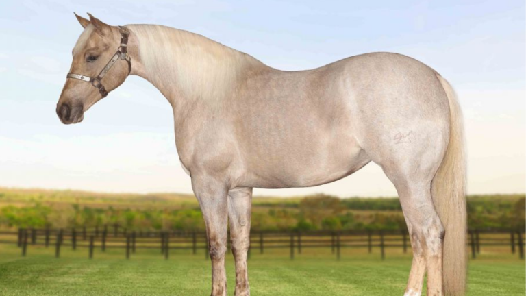 Haras Império é um dos convidados da 4ª edição do Malai Quarter Horse