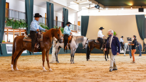 Inscrições para a Nacional do Cavalo Árabe estão abertas