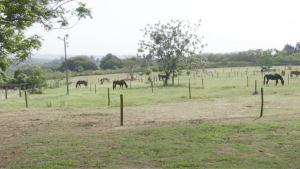 TV UC – Soltar o cavalo é parte do programa