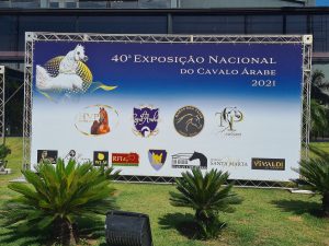 Começa hoje a 40ª Exposição Nacional do Cavalo Árabe