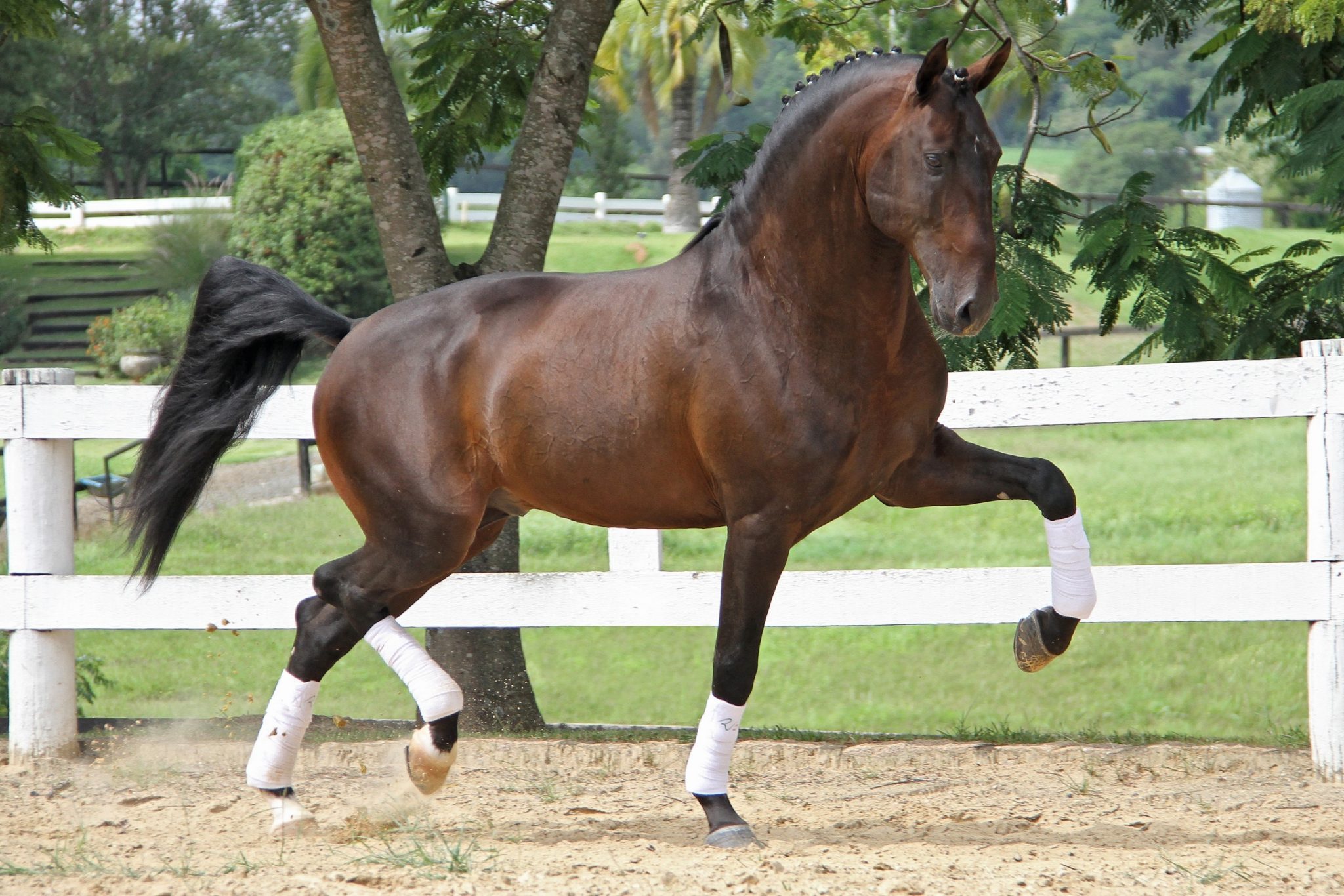 Quantas Ra as De Cavalo Existem Quantas Ra as De Cavalo Existem