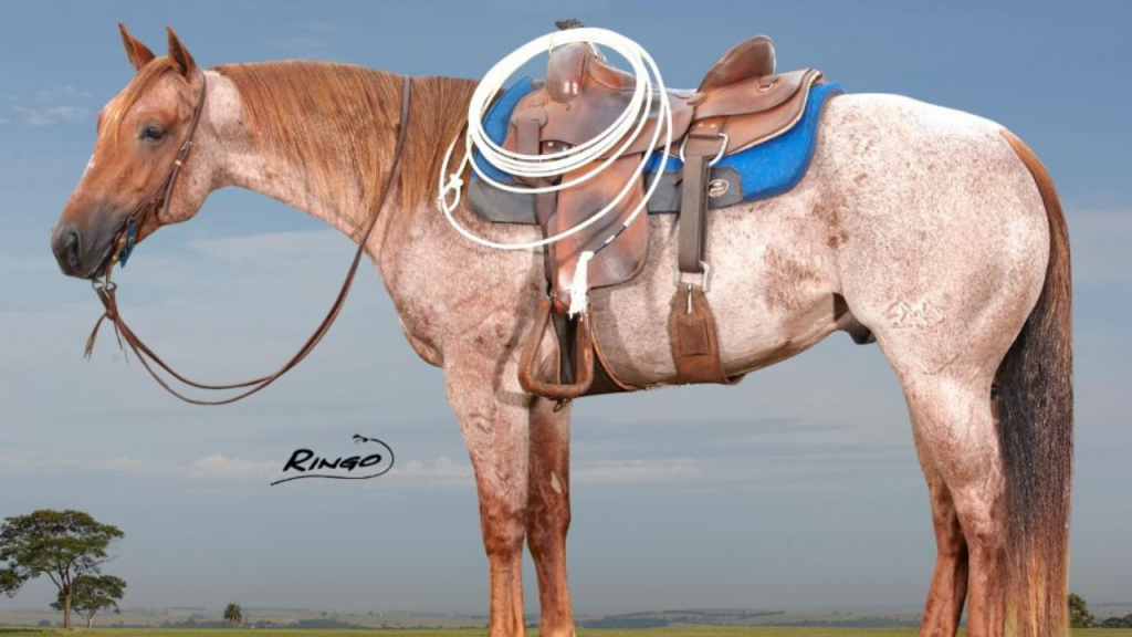 3º Leilão Revolution Team Roping terá a participação do Haras Império