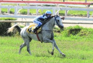 Jockey Club de São Paulo recebe hoje Grande Prêmio Nacional do Cavalo Árabe