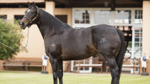 Haras Portofino inova com leilão durante os intervalos do GP Campeão dos Campeões