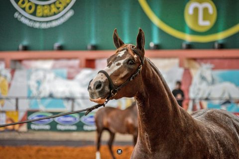 6ª Expovale abre calendário de eventos da região do Vale do Paraíba