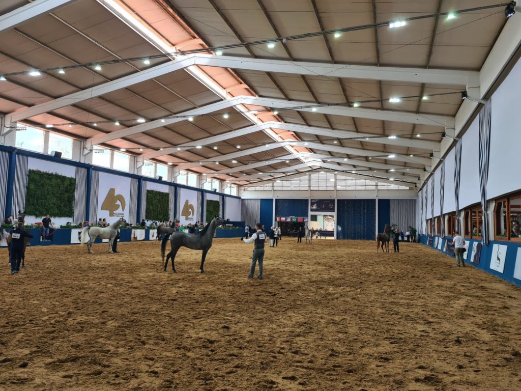 Confira os Campeões no Halter da 40ª Exposição Nacional do Cavalo Árabe