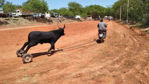 Desafio de moto vaca reúne a família em prol do esporte