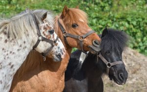 XXXV Exposição Nacional do Cavalo Pônei atrai criadores ao Estado de São Paulo