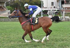 Prêmio Copa do Brasil encerra com chave de ouro disputas da 40ª Exposição Nacional do Cavalo Árabe