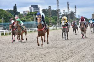 Machos e fêmeas da raça Árabe disputam Grande Prêmio no Jockey Club de São Paulo