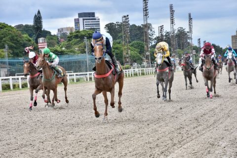 Machos e fêmeas da raça Árabe disputam Grande Prêmio no Jockey Club de São Paulo