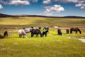 Cavalgue a Ganhe um Cavalo – Brumbie