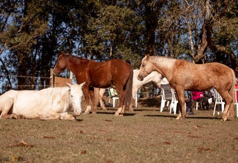 Constelações Sistêmicas com cavalos contribuem na resolução de questões pessoais e profissionais