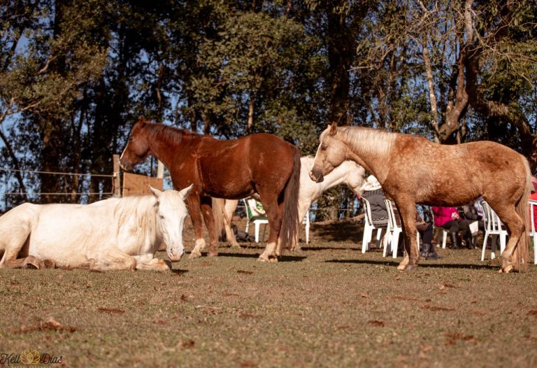 Constelações Sistêmicas com cavalos contribuem na resolução de questões pessoais e profissionais