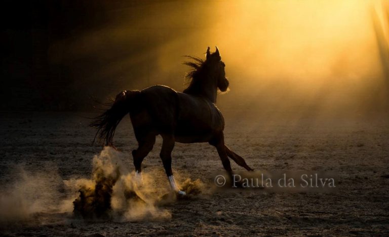 Safári a cavalo na Índia