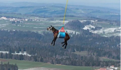 Resgate de cavalo por helicóptero?