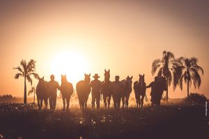 Dia Nacional do Criador de Cavalos celebra a todos do meio equestre