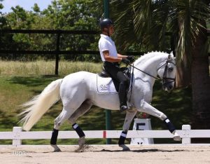 Começa hoje a 39ª Expo Internacional do Cavalo Lusitano