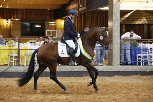 Puro Sangue Lusitano elege os Grandes Campeões de 2021