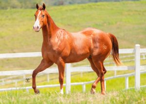 Haras S2 e Haras Porto Rico ofertam seleção de machos com senha garantida para o Potro do Futuro