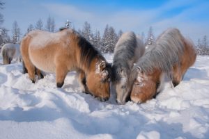 Cavalgada em cavalos Yakutian, raça que sobrevive em temperaturas que chegam a −70 ° C