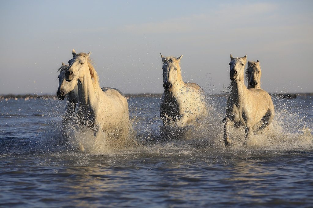 Cavalos também precisam de férias