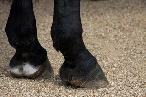 Claudicação de equinos pode ser sinal de Queratoma