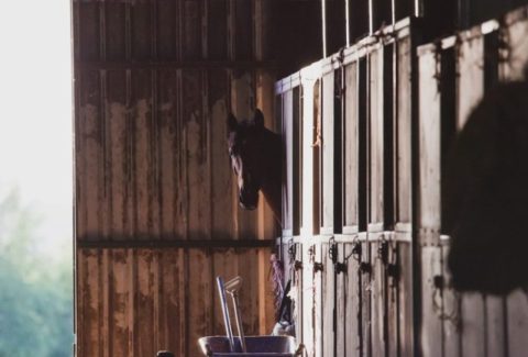 Cocheira suja traz doenças ao seu cavalo