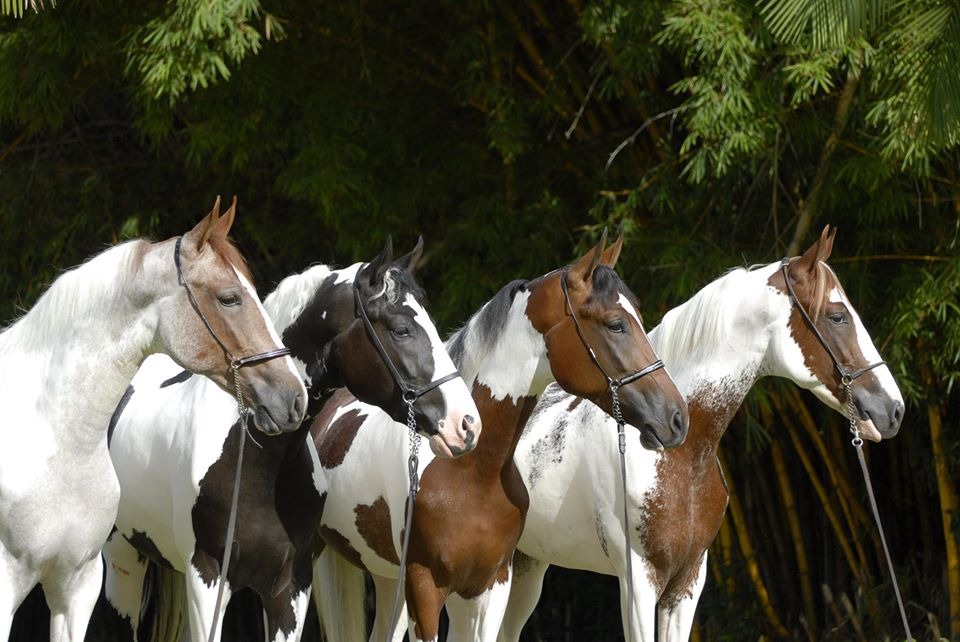 Conheça o mangalarga, considerado o principal cavalo de sela do mundo