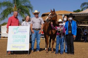 Haras Fazenda Mosquito há 32 anos se destacando na criação do Quarto de Milha