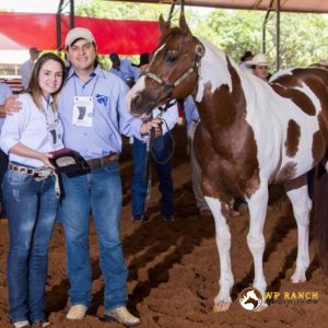 Criadores de cavalos da raça Paint Horse se mobilizam para as eleições da ABC Paint 2022