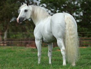 Garanhão nº 1 de Laço em Dupla na ABQM é coroado em mais um ano no “Oscar do cavalo Quarto de Milha”