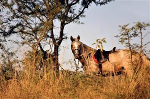 Cavalgada na Sardenha – Itália