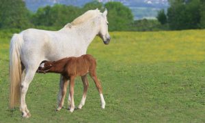 Nutrição de potros na desmama garante o desenvolvimento adequado dos cavalos