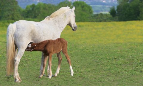 Nutrição de potros na desmama garante o desenvolvimento adequado dos cavalos