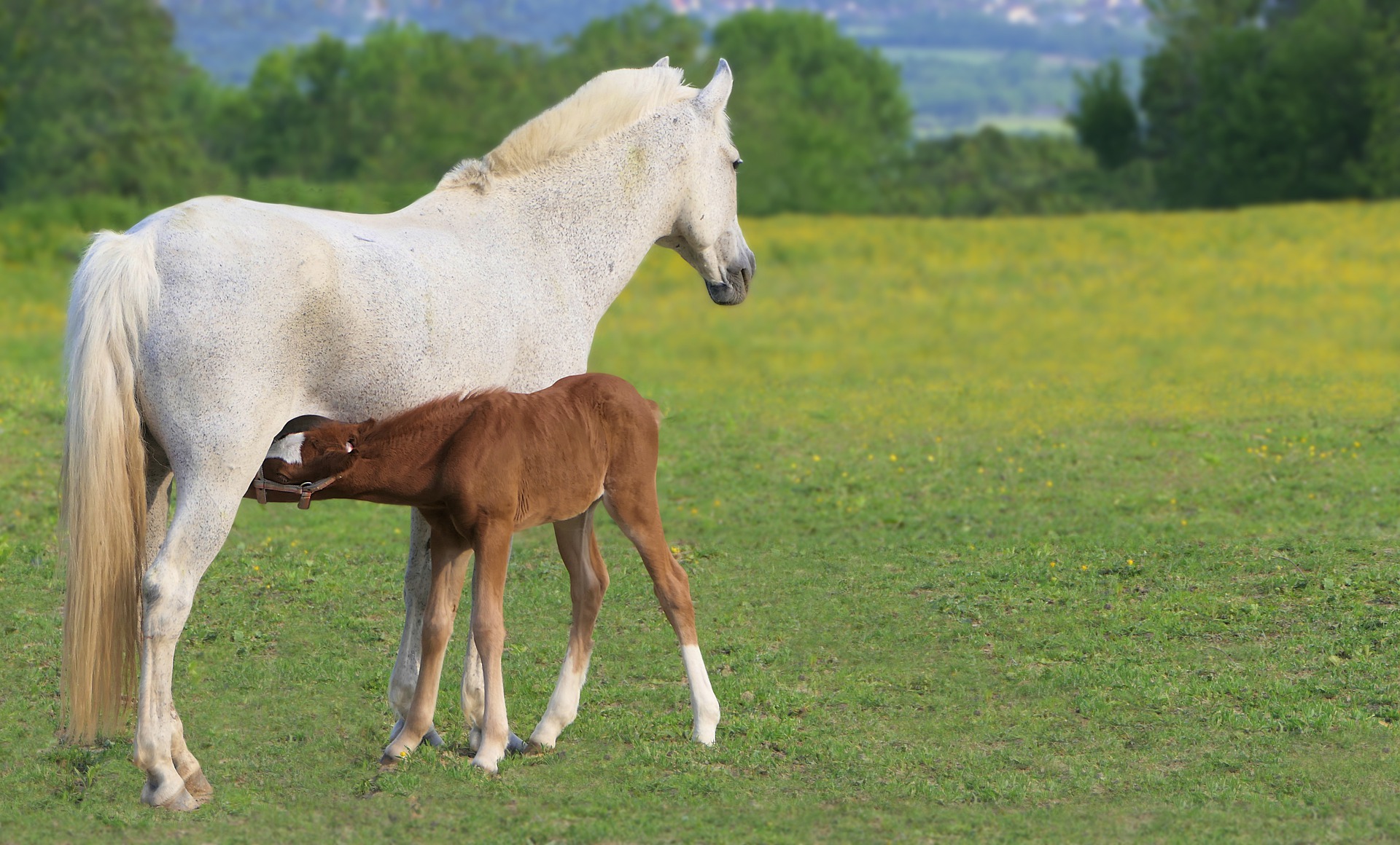 Nutrição de potros na desmama garante o desenvolvimento adequado dos cavalos