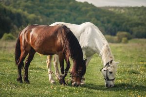 Animais utilizados na lida precisam de descanso para evitar lesões