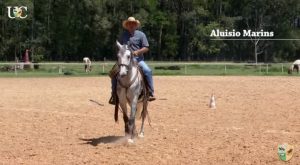 TV UC – Trabalho com cavalo de salto usando um laço