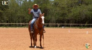 TV UC – Exercício para cavalo de tambor iniciante