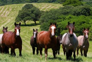 ABCCC registra crescimento nos números de registros de animais em 2021