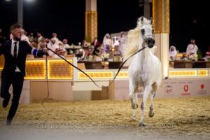 Juízes brasileiros marcam presença no Katara International Arabian Horse Festival 2022