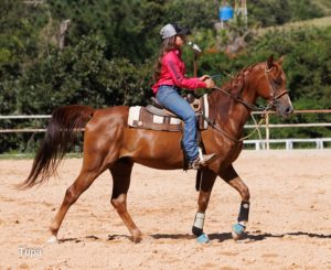 Leilão Rach Stud Generation Sports 2022 traz o melhor do cavalo Árabe