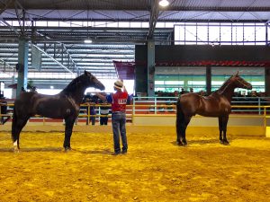 Núcleo Bandeirantes realiza 7ª Edição Especializada do Mangalarga Marchador