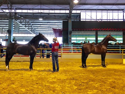Núcleo Bandeirantes realiza 7ª Edição Especializada do Mangalarga Marchador