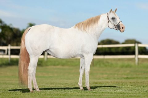Haras Jaguaruana reúne o melhor do seu plantel em leilão