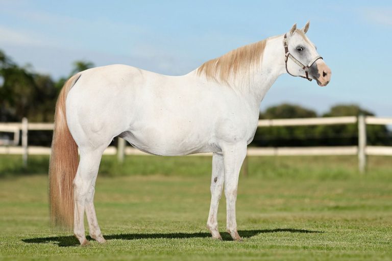 Haras Jaguaruana reúne o melhor do seu plantel em leilão