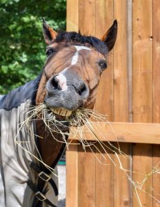 Alimentação dos cavalos atletas