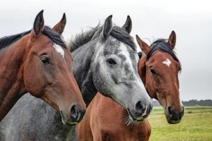 Como e onde surgiu o cavalo doméstico?