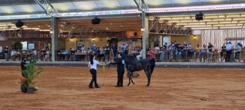 35ª Interestadual do Cavalo Árabe acontece no mês de abril em Tatuí